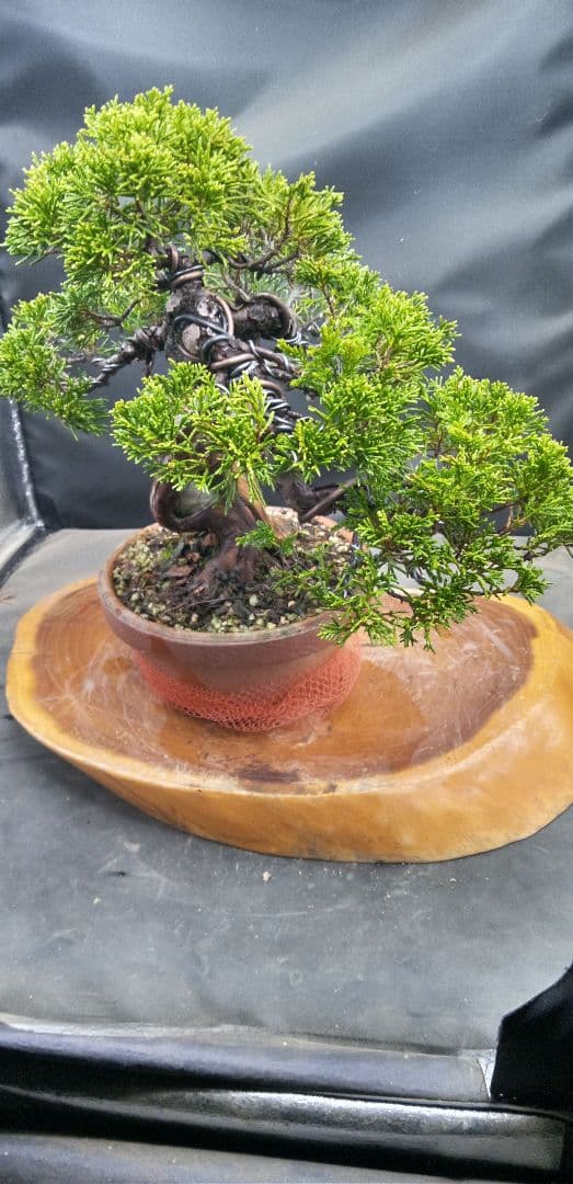 小品盆栽糸魚川真拍