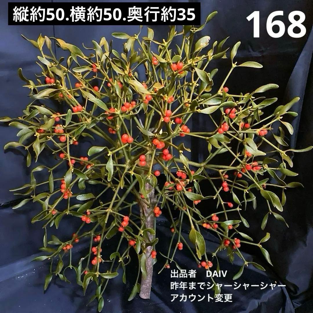 ヤドリギ　168