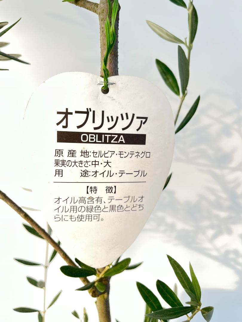 オリーブの木　オブリッツア　7号　約150cm　K-297　希少品種　現品掲載