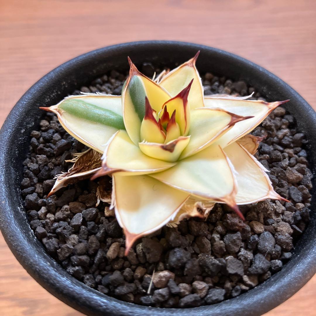 タ*ー様 超選抜【選抜オークション】④特大　アガべ　王妃笹の雪A型　ピンキーTC