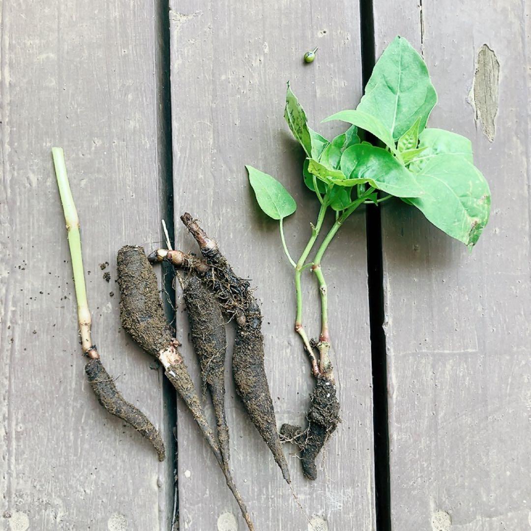 オシロイバナ　ミックス色　苗4株塊根　おしろい花　白粉花　夕化粧　白粉花　花の苗