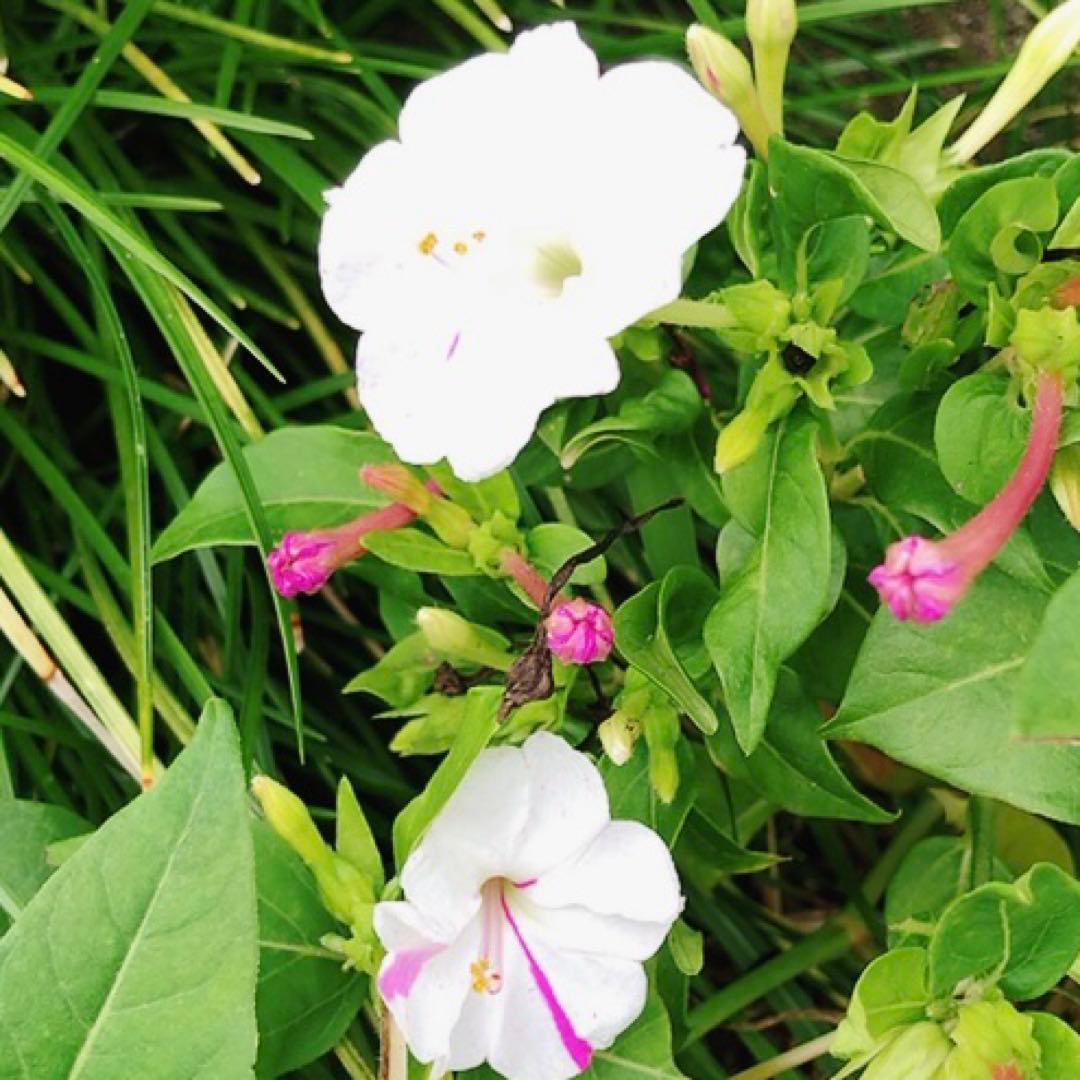 オシロイバナ　ミックス色　苗4株塊根　おしろい花　白粉花　夕化粧　白粉花　花の苗