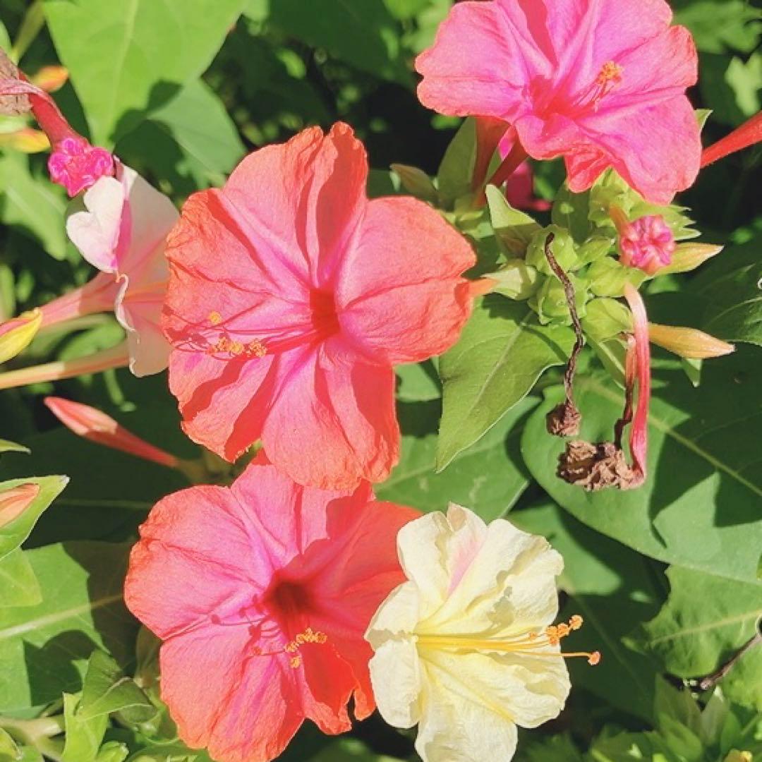 オシロイバナ　ミックス色　苗4株塊根　おしろい花　白粉花　夕化粧　白粉花　花の苗