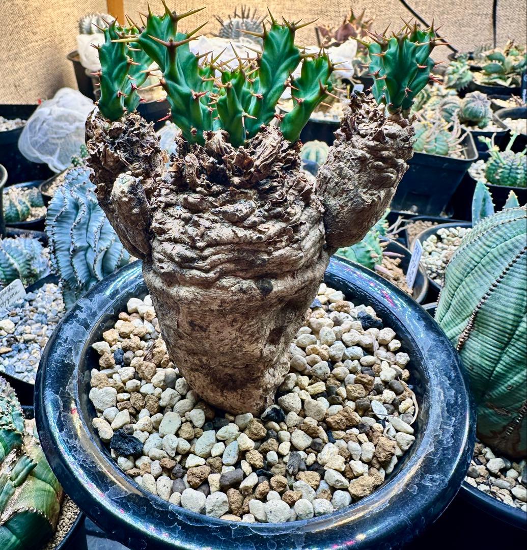 専用ユーフォルビア クラビゲラ　現地球　発根済み　美形 3ヘッド