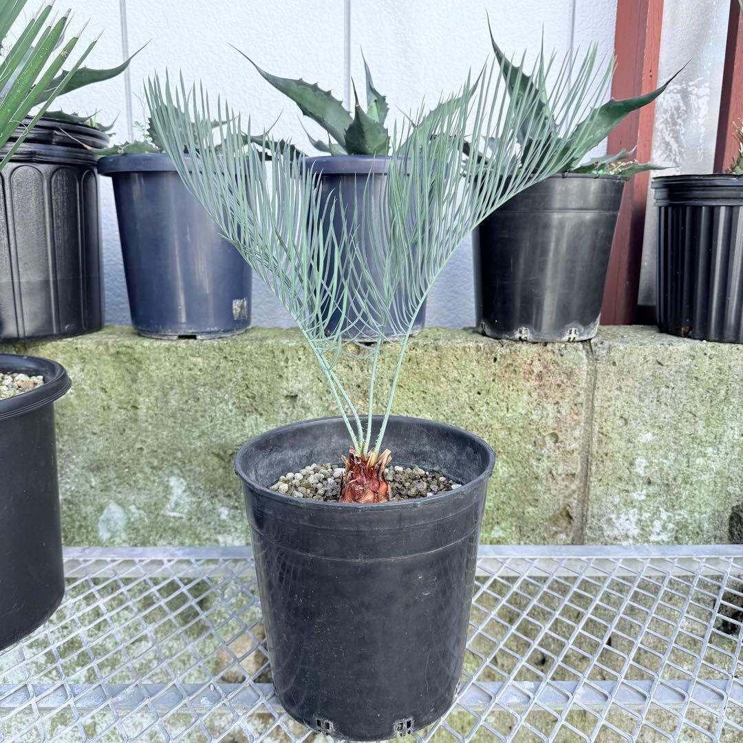 サイズM 希少 赤肌 サイカス カイルンシアナ 観葉植物