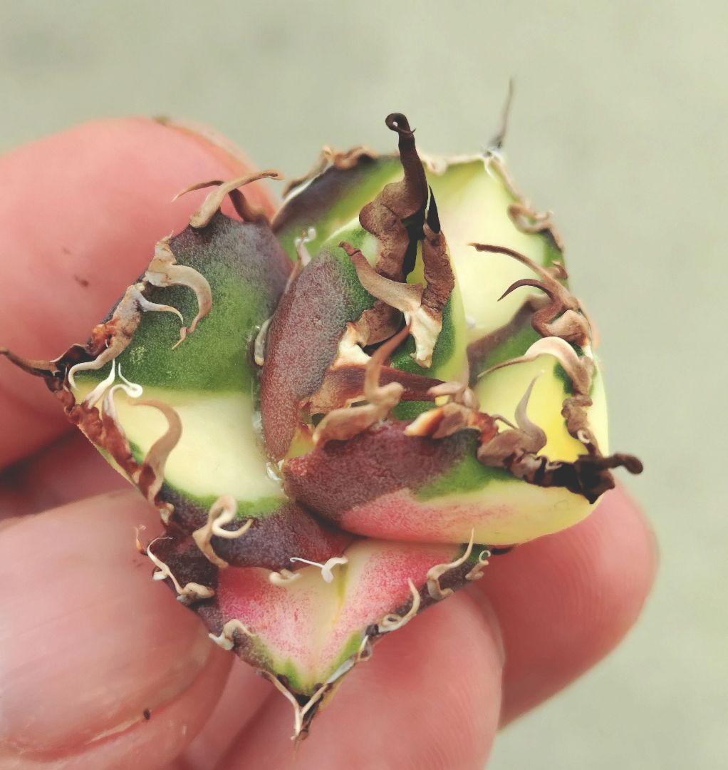 アガベ　チタノタ　シーザー錦　中斑　シーザー