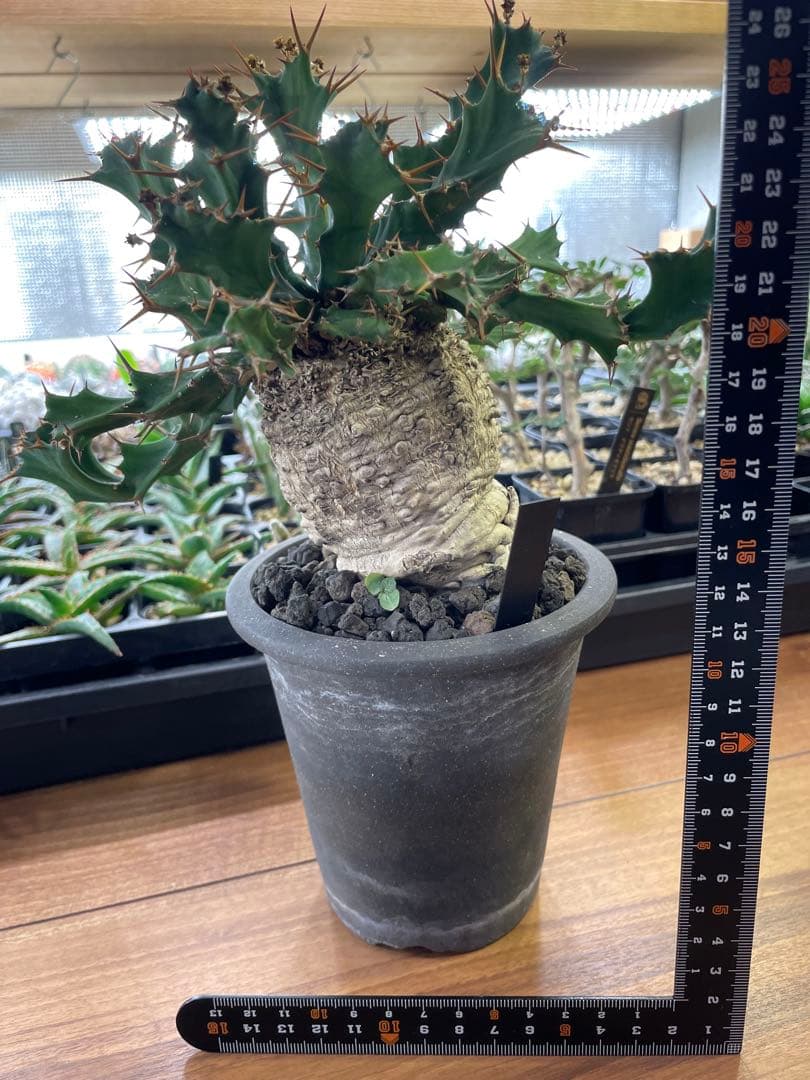 ユーフォルビア　クラビゲラ　現地球　美株　発根済み