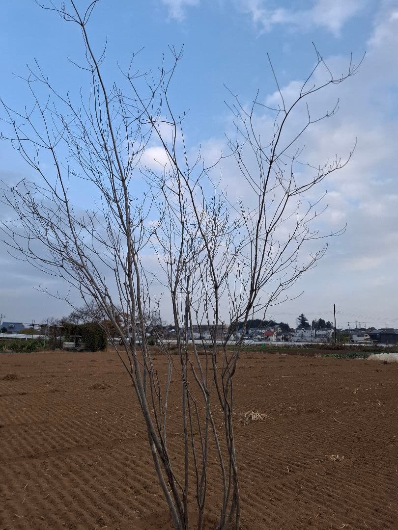 希少 サラサドウダンツツジ ――アオダモ アオハダ 山彩り ――