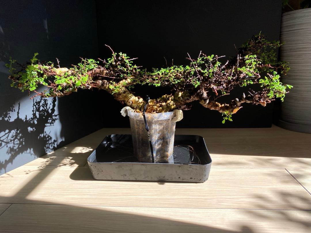 【樹形◎発根済】　コミフォラ　エイル　ソマリア産　鉢ごと発送　希少　平鉢植え可能