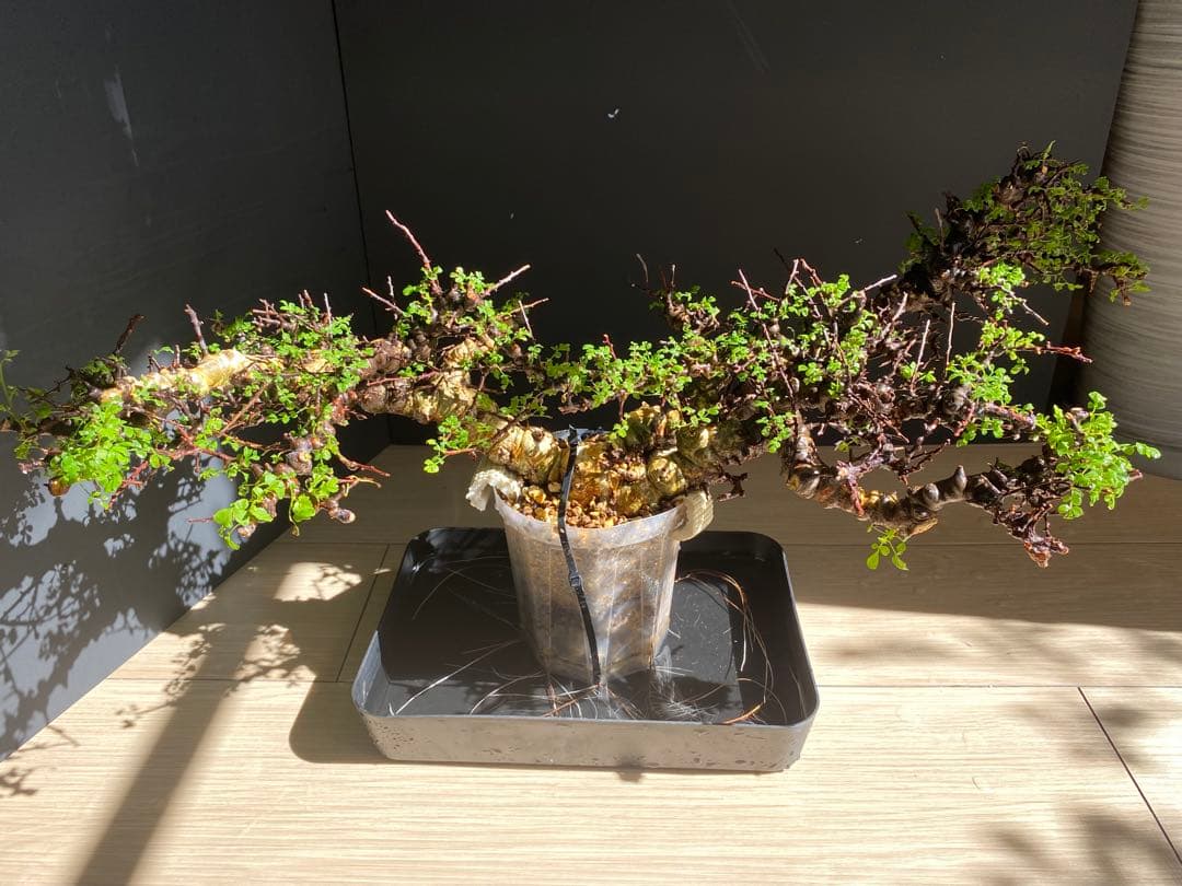 【樹形◎発根済】　コミフォラ　エイル　ソマリア産　鉢ごと発送　希少　平鉢植え可能