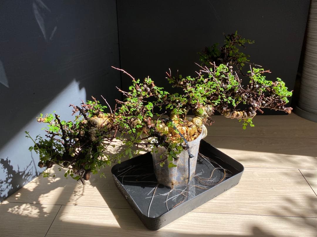 【樹形◎発根済】　コミフォラ　エイル　ソマリア産　鉢ごと発送　希少　平鉢植え可能