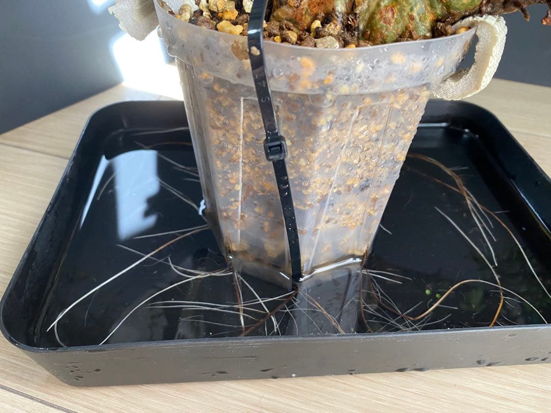 【樹形◎発根済】　コミフォラ　エイル　ソマリア産　鉢ごと発送　希少　平鉢植え可能