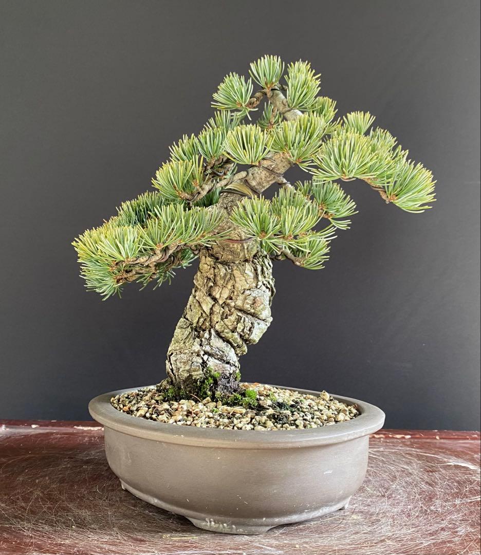 白木盆栽園　宮島五葉松　樹高27センチ　銀葉性八房五葉松盆栽黒松赤松真柏観葉植物
