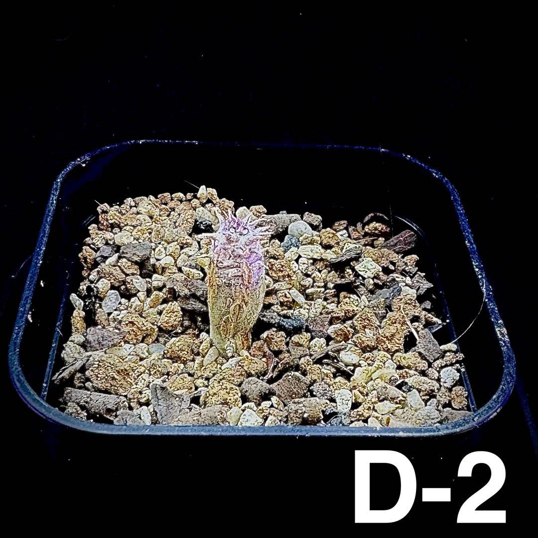 /様 塊根植物他 実生苗 3/3