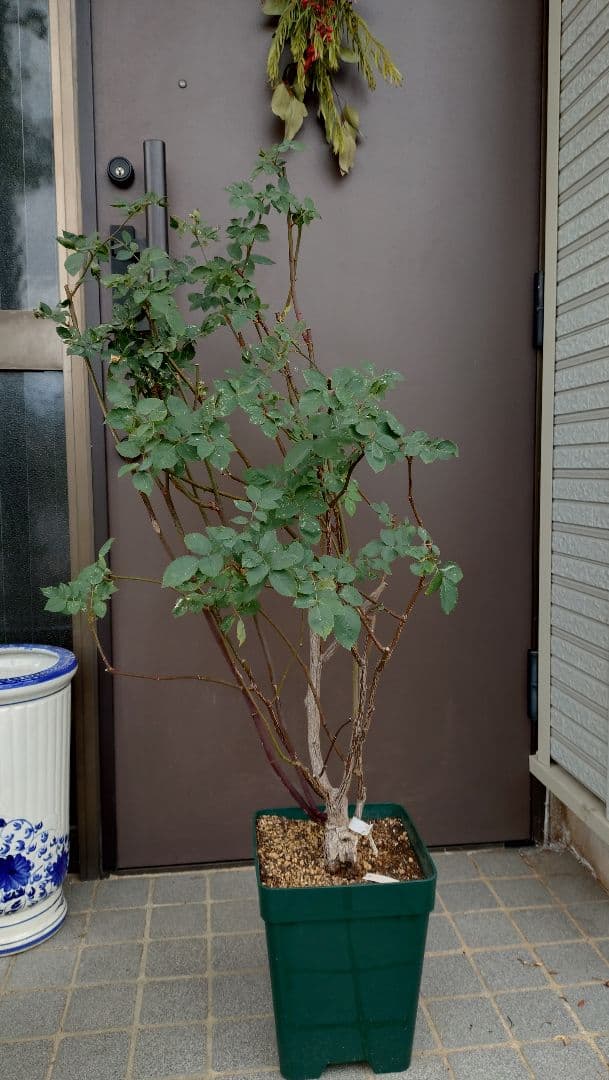 バラ苗　ガブリエル　正規品