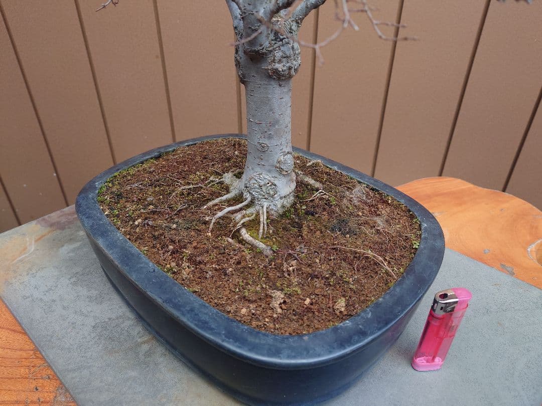 盆栽　欅　樹高36cm