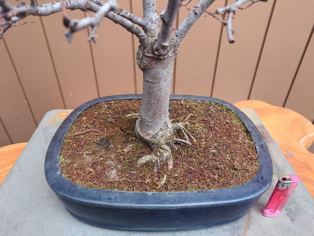 盆栽　欅　樹高36cm