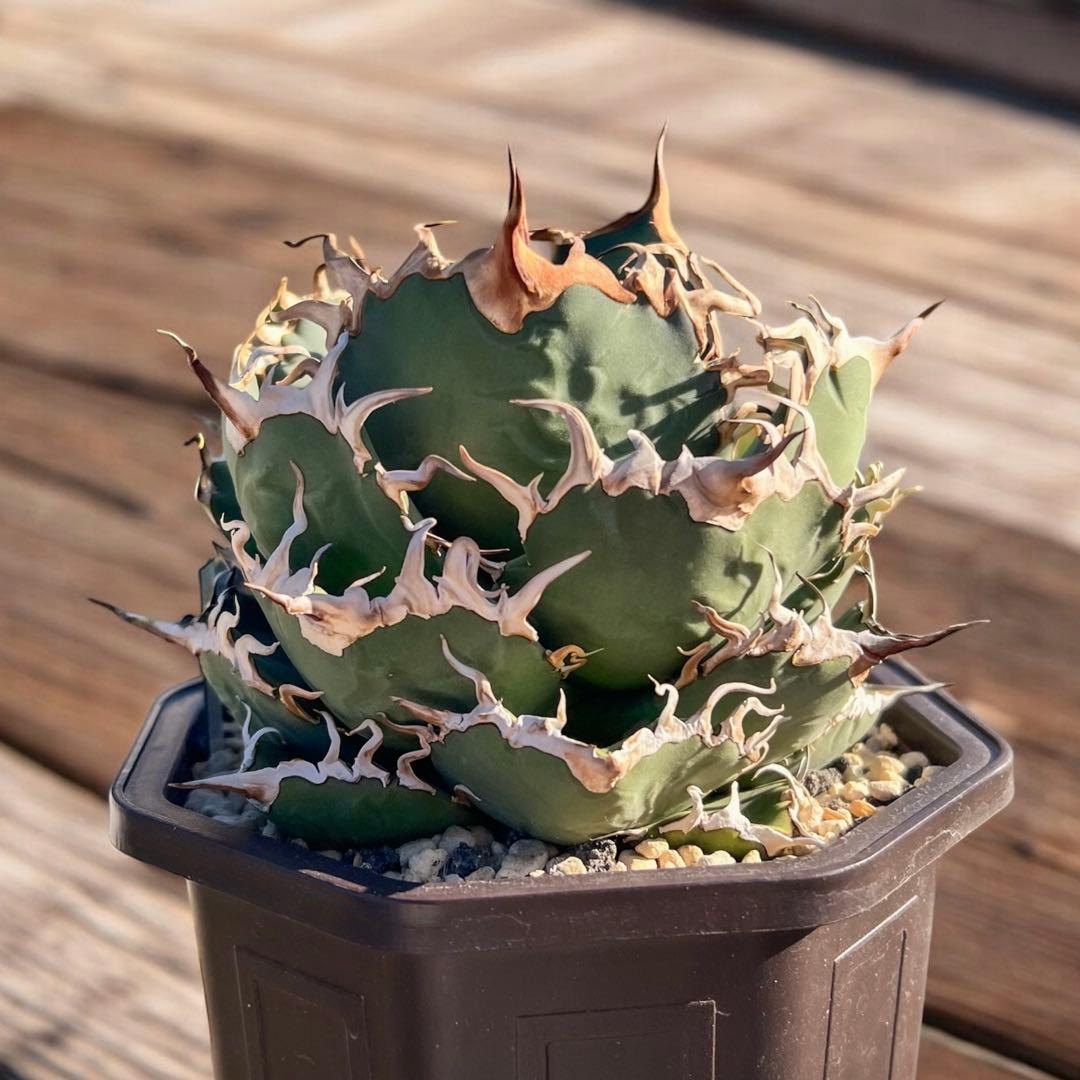 さ*良様 台湾　デニス020 大株