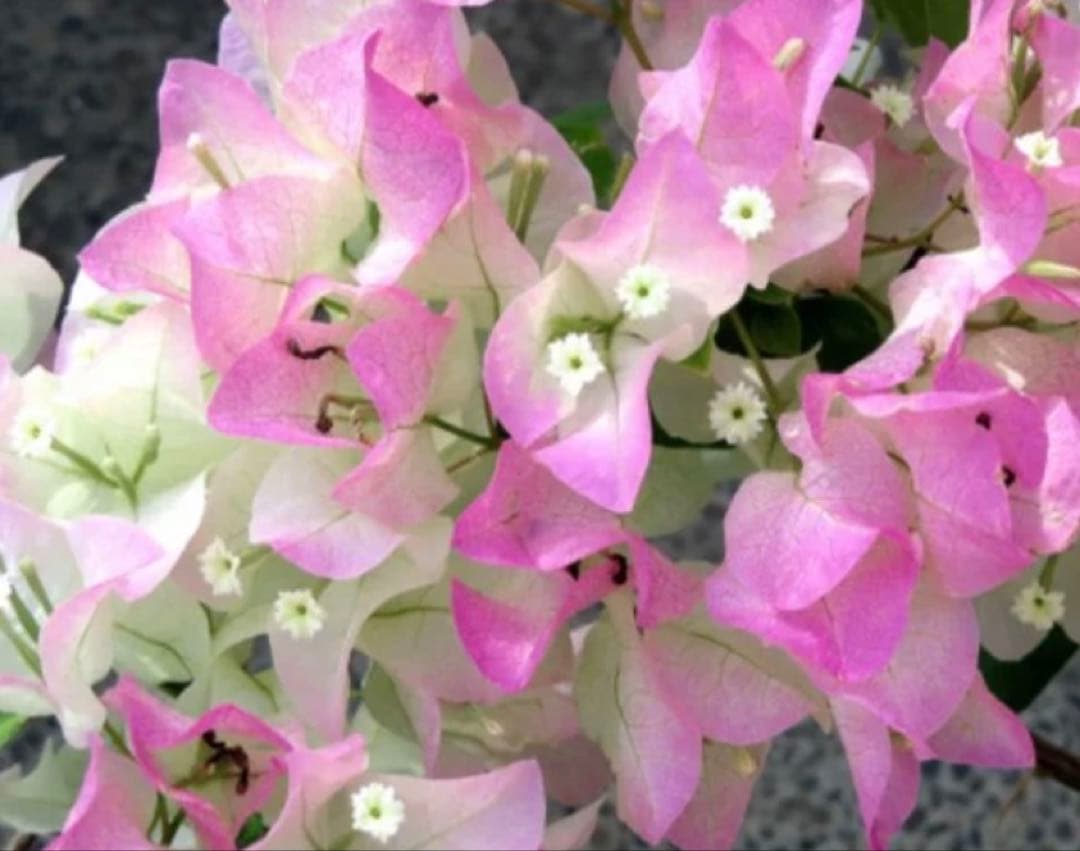 開花中のブーゲンビリア✨クリスタルピンク✨