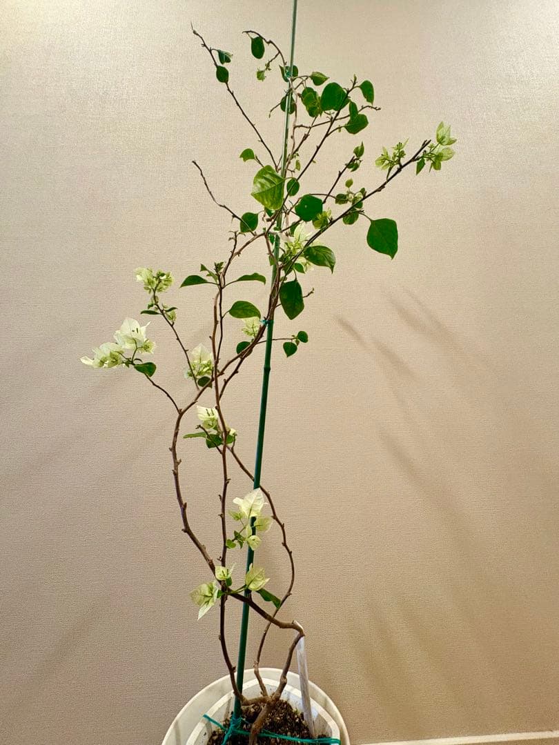 開花中のブーゲンビリア✨クリスタルピンク✨