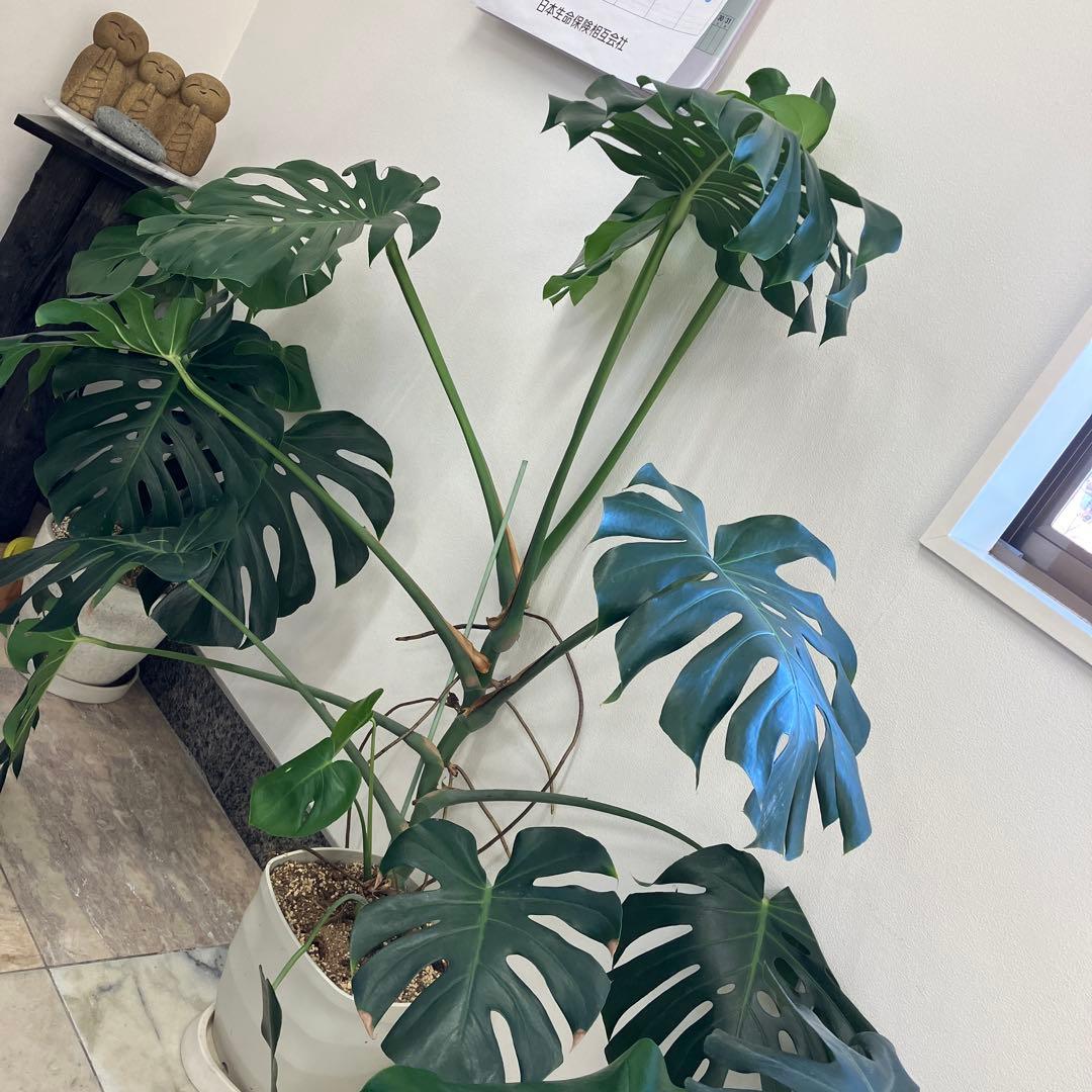 R★新潟市北区引き取り　②モンステラ　特大　高さ148 横幅144㎝