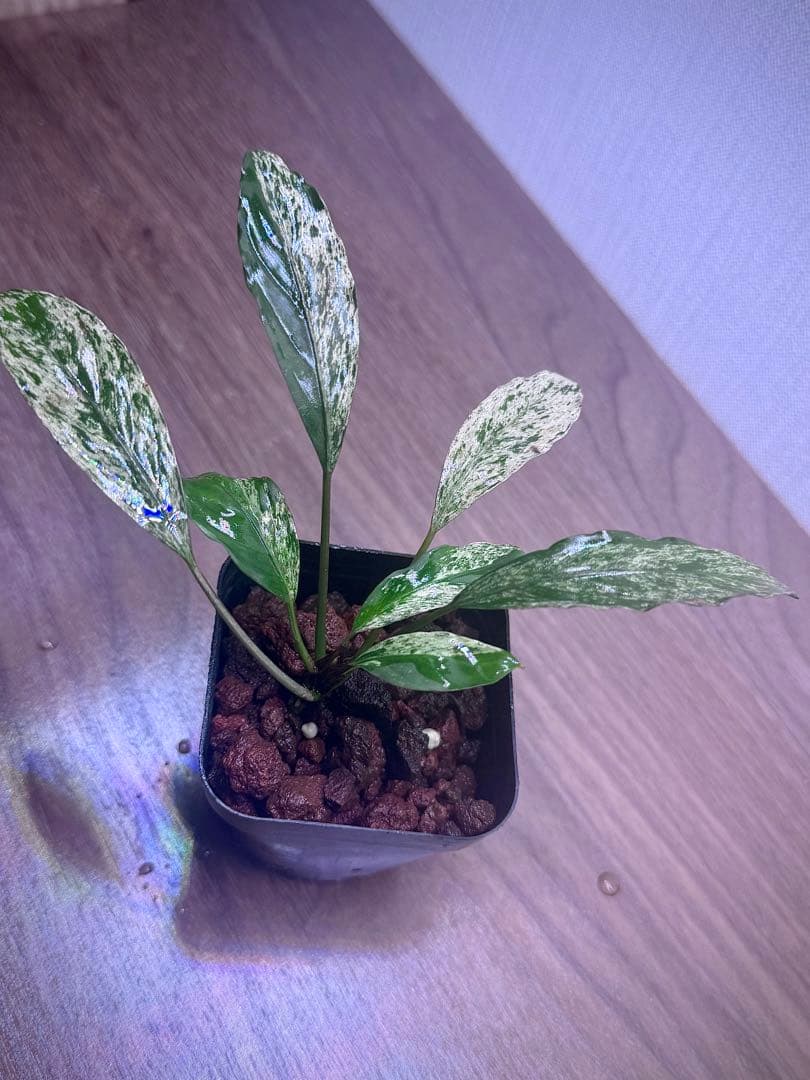 ブセファランドラ　斑入り株　Pipto Variegata