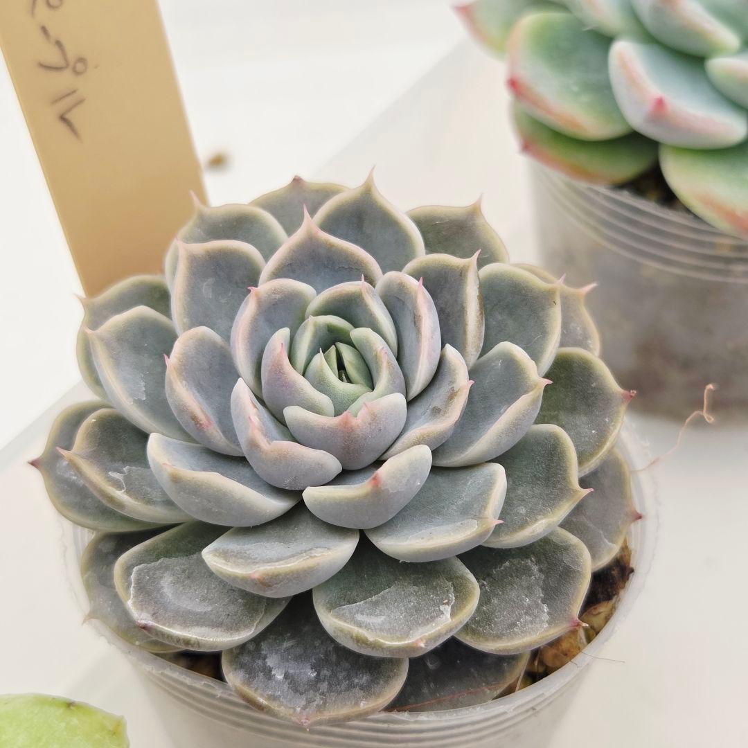 はるち(∩^ω^∩)様 5苗 メルカリ便送料込