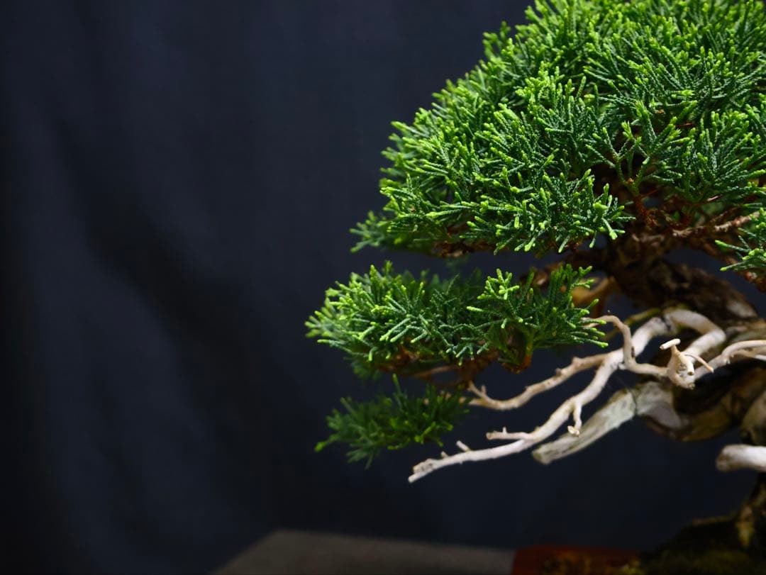 糸魚川真柏　逸品　捻転　シャリ芸　真柏　盆栽　貴風