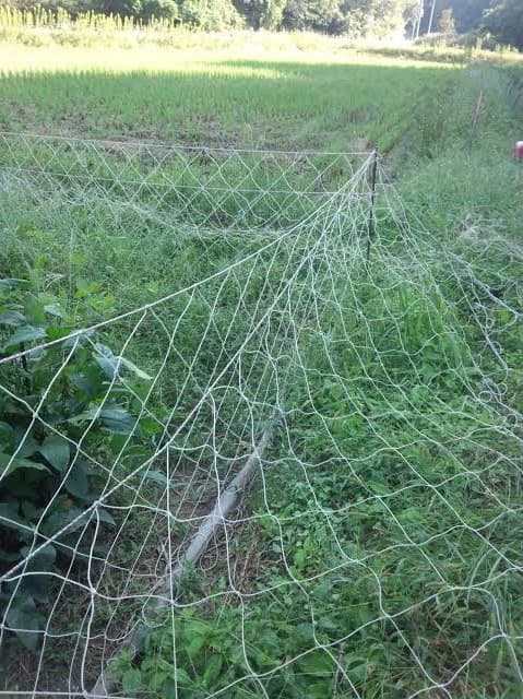 ★特価★海苔網★20枚★中古★害獣防止網★ ベランダネット★畑★