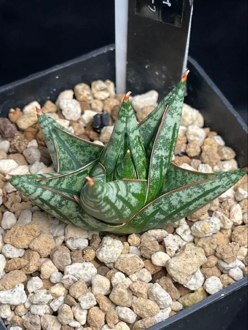 EMP サンセベリア ニアパット ドワーフ / SA397