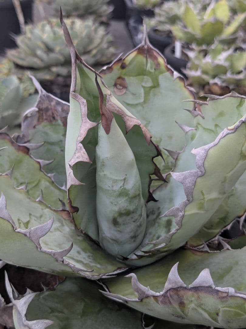 アガベ　チタノタ　ブラック＆ブルー