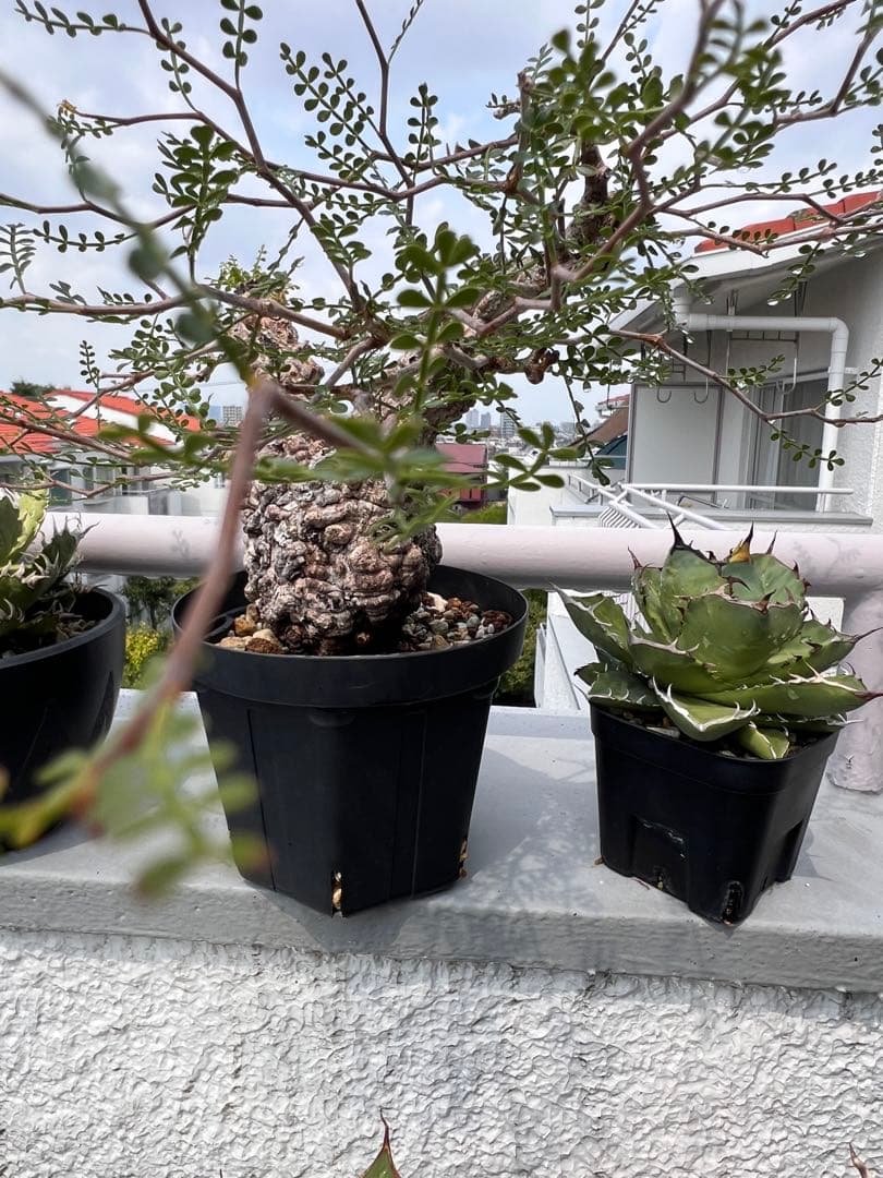 オペルクリカリア パキプス　Operculicarya pachypus