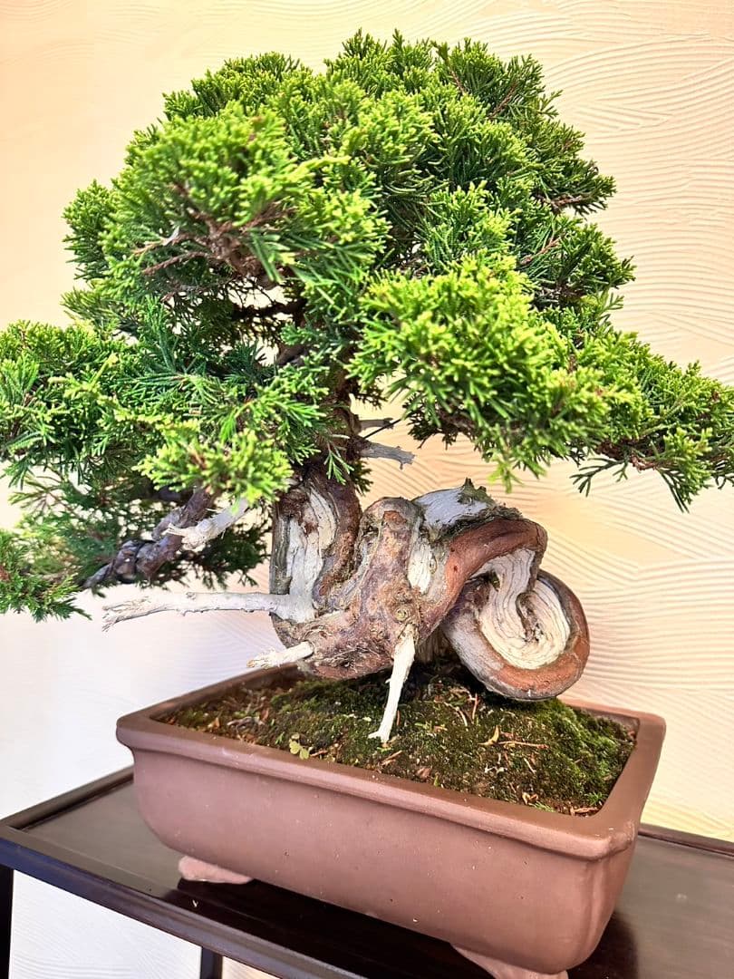 盆栽　真柏　盆栽鉢　植物