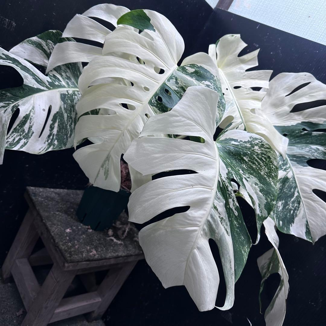 n*゜様 斑入りモンステラ ホワイトタイガー極美大株63cm白斑多