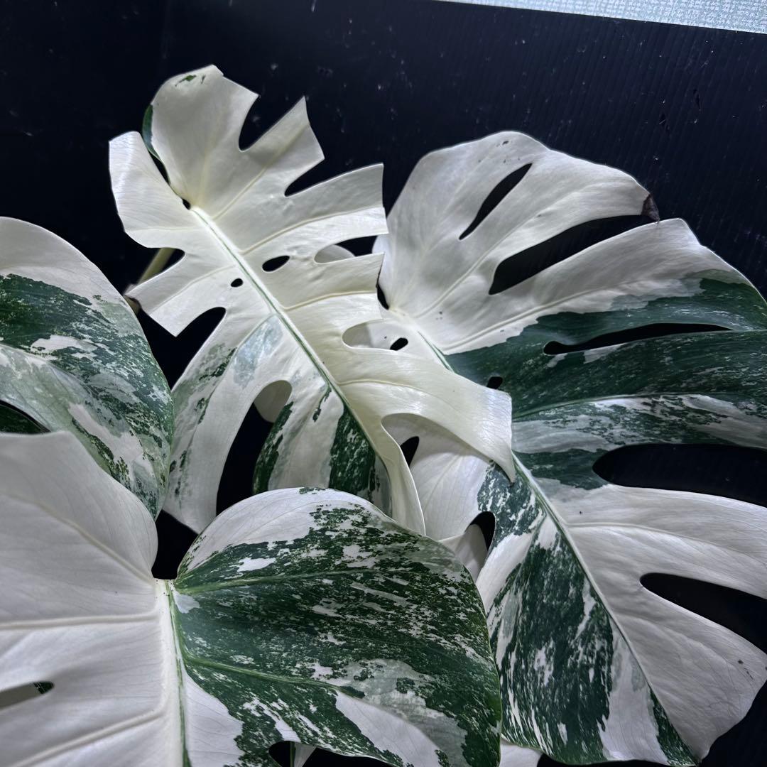 n*゜様 斑入りモンステラ ホワイトタイガー極美大株63cm白斑多