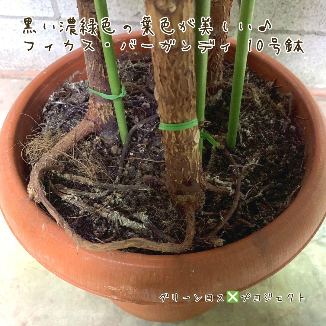 【B級品/大型観葉植物】黒濃緑色の葉色が美しい♪フィカス・バーガンディ 10号鉢