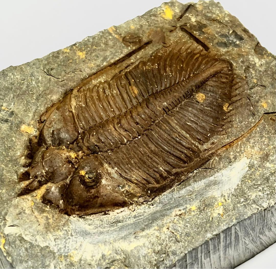三葉虫　化石　Coronocephalus