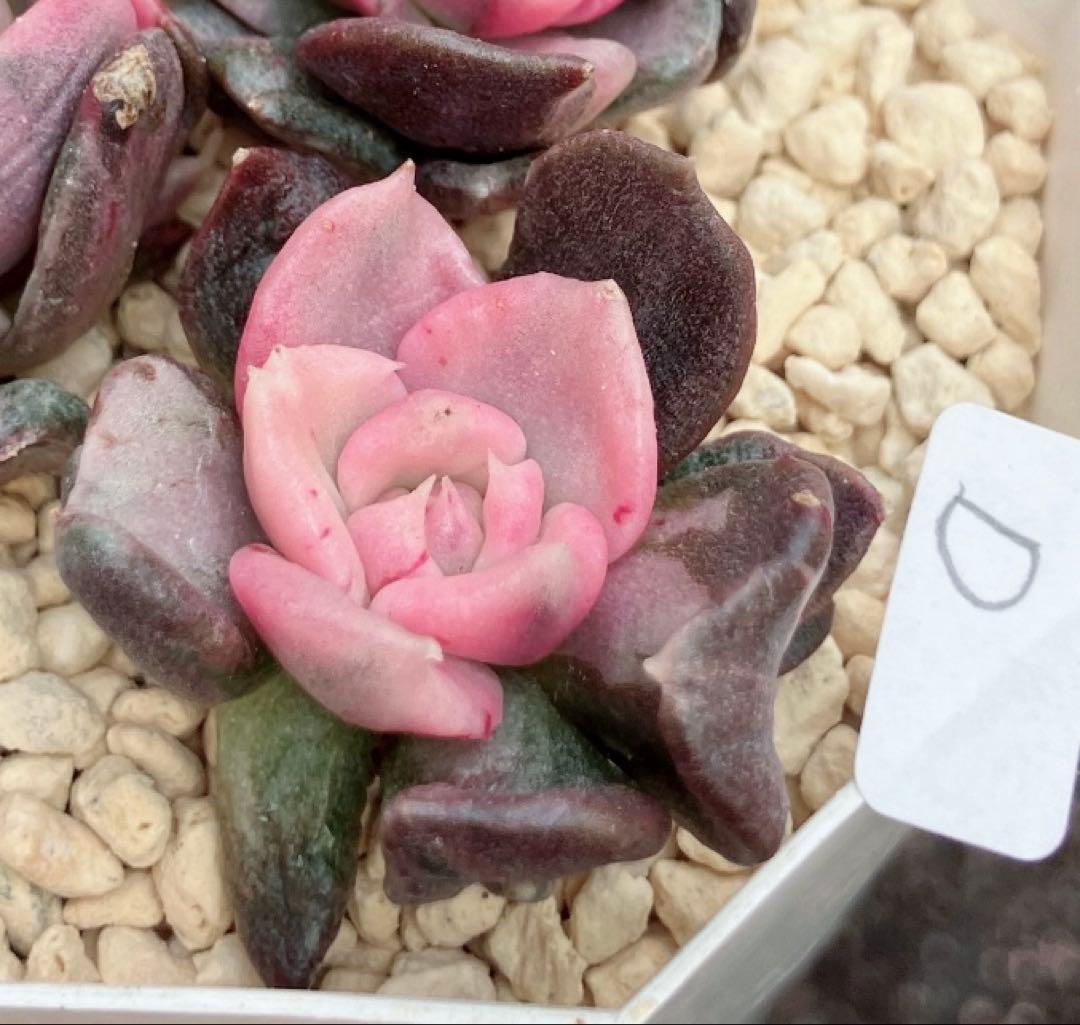 多肉植物　摘芯株　リラシナ錦&リヤド錦&ブルーメタル錦&フラメンコ錦他