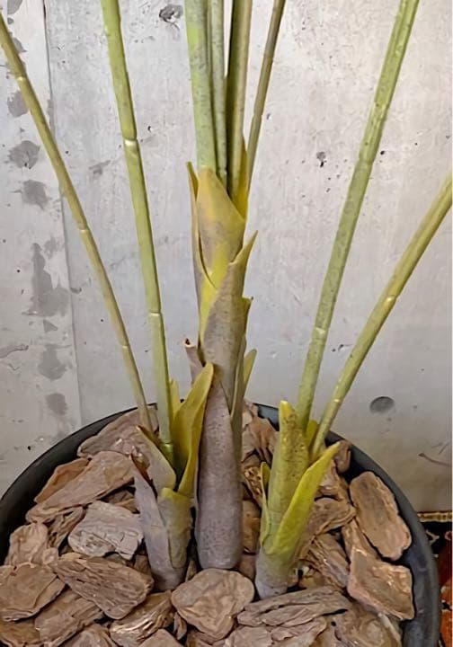 光触媒　人工観葉植物　ウォールグリーン　フェイクグリーン　アレカヤシ@gp