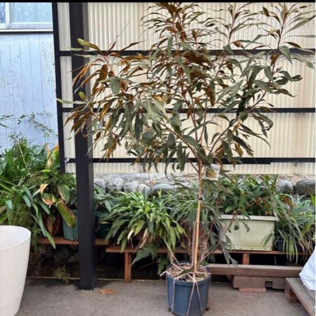 超特大　2m超　グレビリアゴールド苗