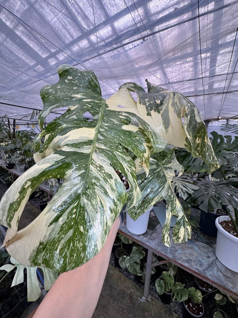 X1モンステラ　クリームブリュレ　成長点カット苗