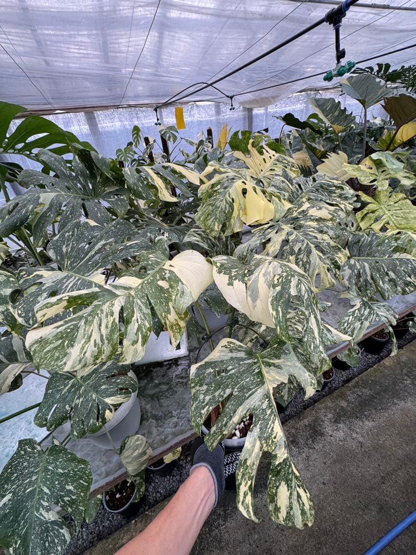 X1モンステラ　クリームブリュレ　成長点カット苗