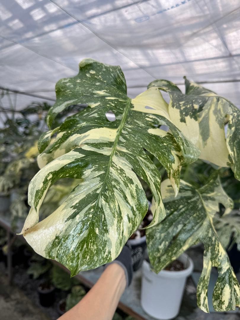 X1モンステラ　クリームブリュレ　成長点カット苗