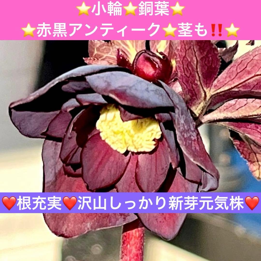 M*O様 ❤️根充実❤️沢山しっかり新芽元気株❤️3232⭐️小輪⭐️赤黒アンテ