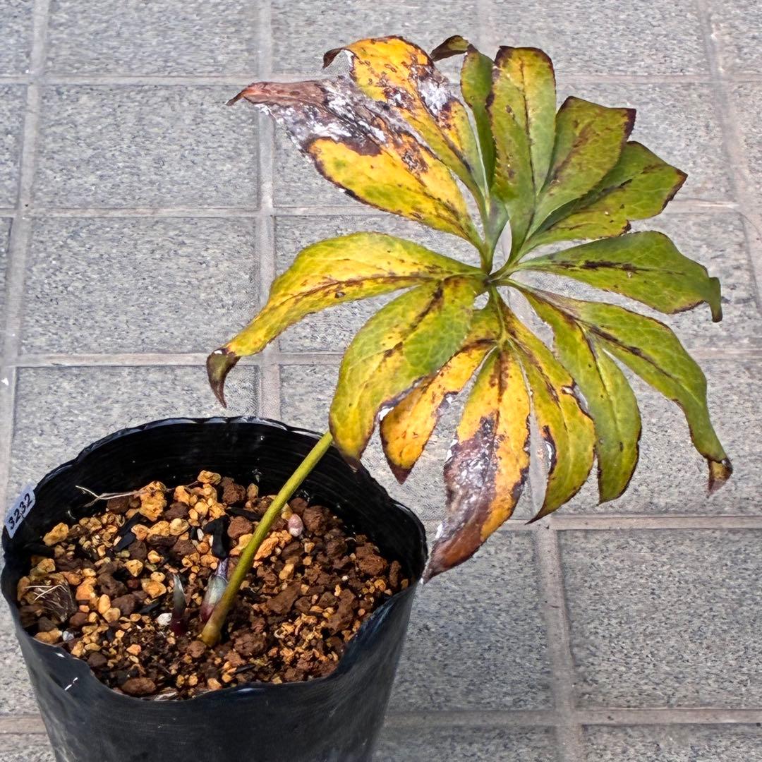 M*O様 ❤️根充実❤️沢山しっかり新芽元気株❤️3232⭐️小輪⭐️赤黒アンテ