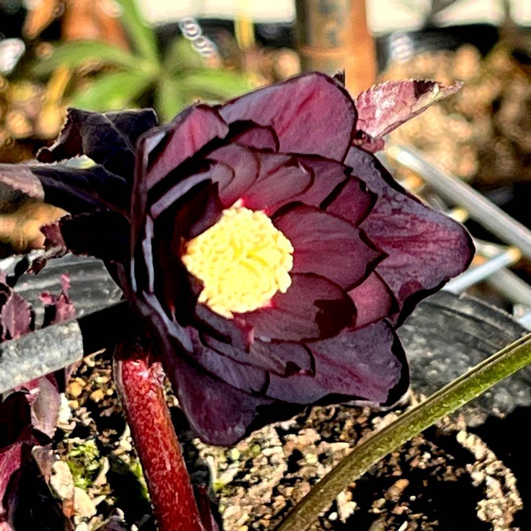 M*O様 ❤️根充実❤️沢山しっかり新芽元気株❤️3232⭐️小輪⭐️赤黒アンテ