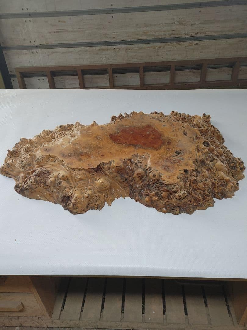 欅　ケヤキ　瘤　コブ　輪切　一枚板　花台　飾り台　銘木　無垢材/自然素材