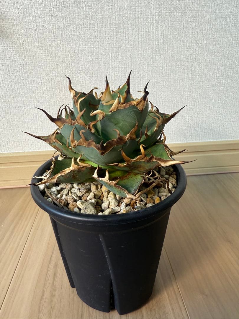 アガベ　チタノタ　ハデス(親株サイズ‼︎)
