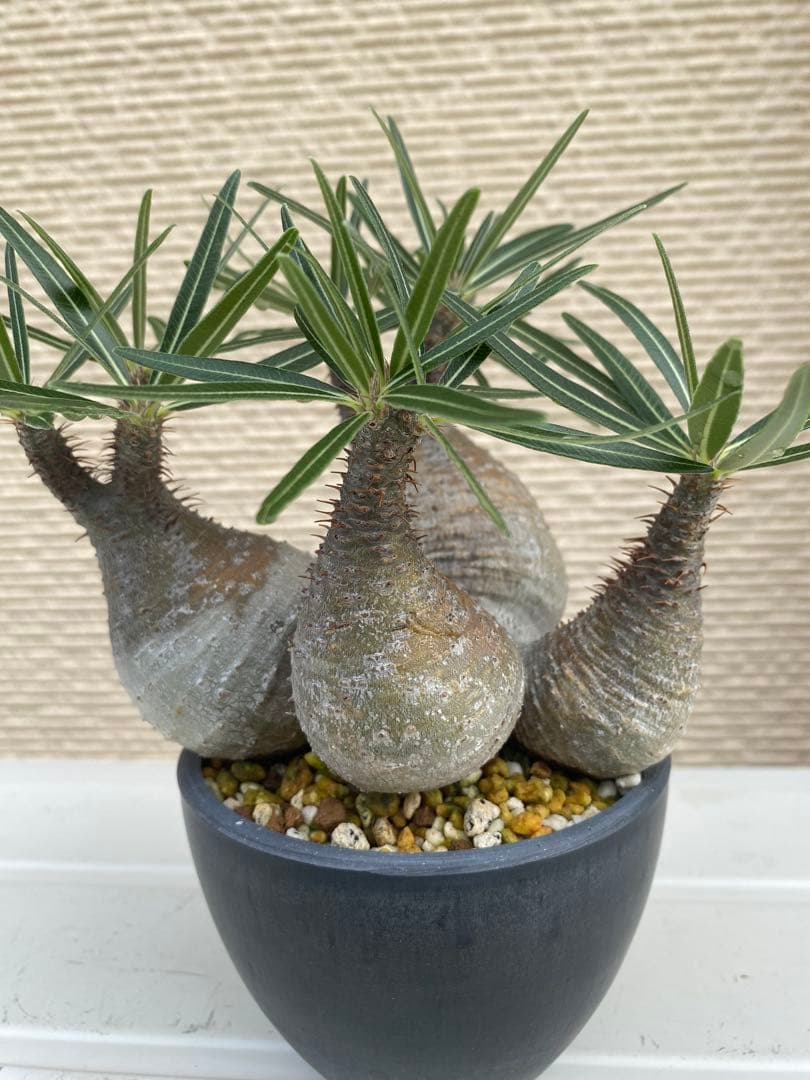 コレクション株　グラキリス4頭　ガチ株