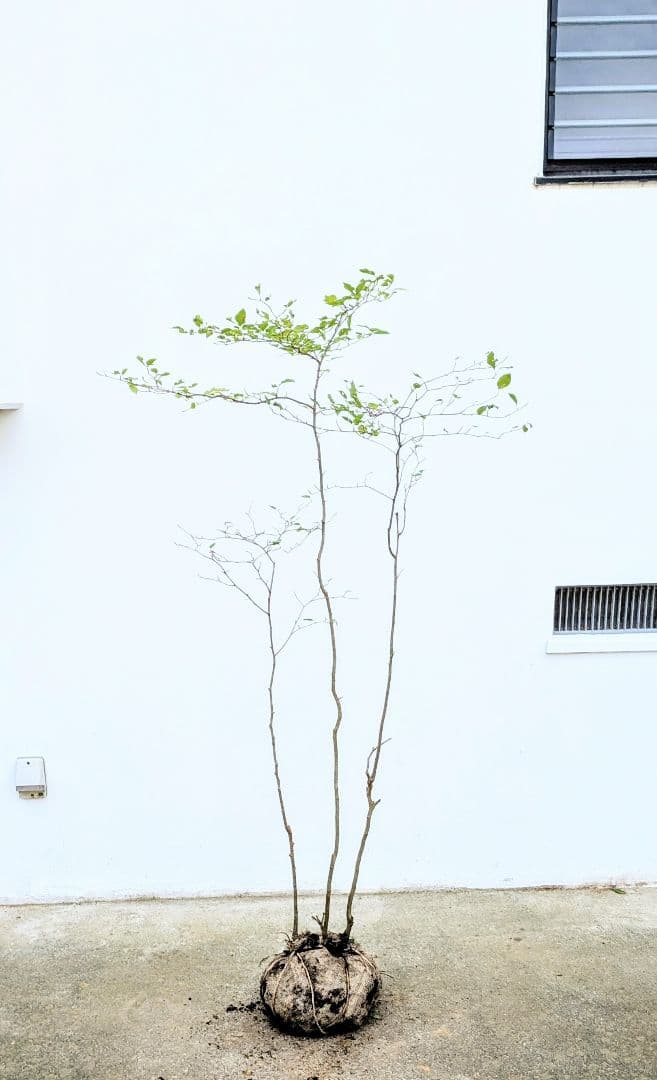 非凡。山採りアオハダ。